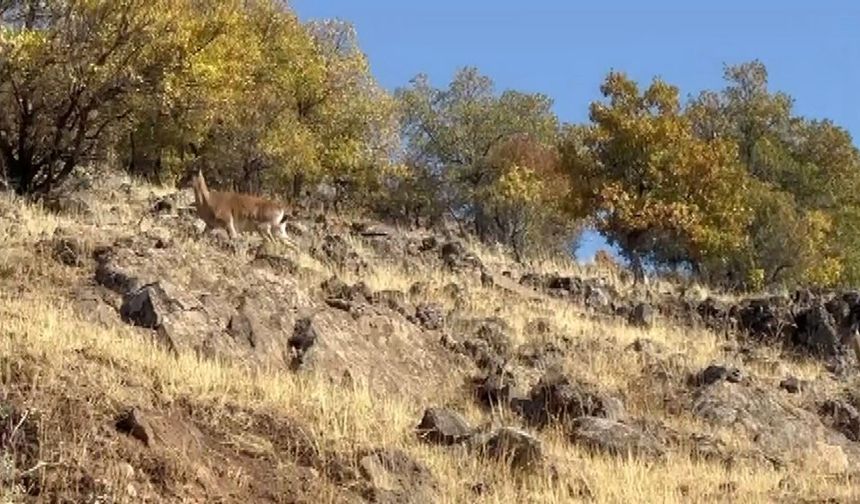 Dağ keçileri görüntülendi