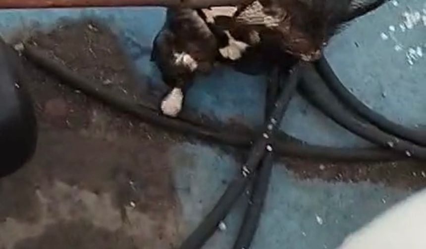 Denize düşen kedi, balıkçı kepçesiyle kurtarıldı