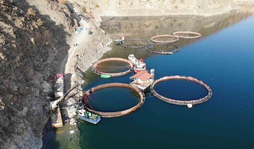 Deriner Barajı’nda ilk Türk somonu hasadı yapıldı