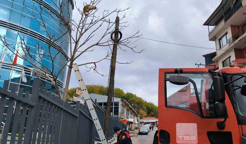 İtfaiye mahsur kalan kedi için seferber oldu