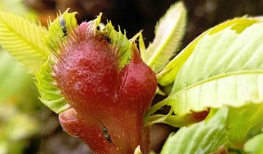 Kestane ormanı katili ‘gal arısı’na, ’avcı böcekler’ ile savaş açıldı