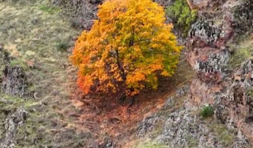 Tunceli’de, koruma altındaki yaban keçileri ile ayı dron kamerasında