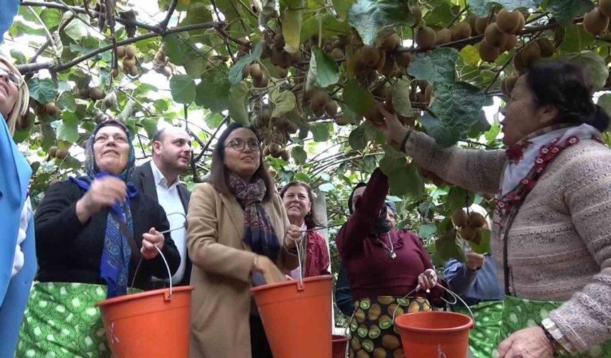 Yalova Kivisi Hasat Şenliği renkli görüntülere sahne oldu