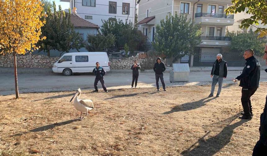 Yaralı halde bulunan pelikan koruma altına alındı