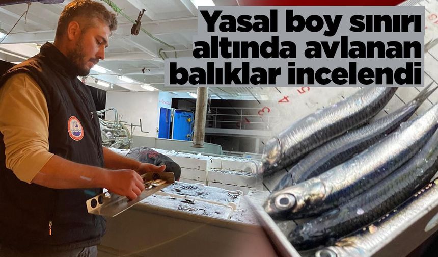 Sinop sahillerinde balık boyu denetimi