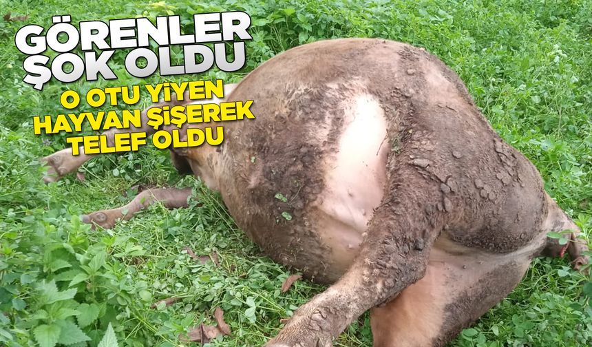 Yonca tarlasına giren inek telef oldu