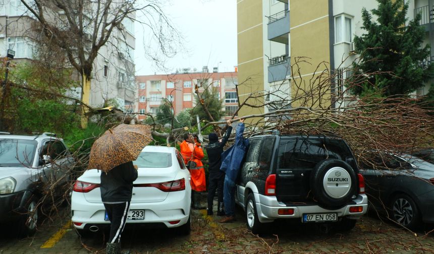 Şiddetli rüzgarda ağaç, 3 aracın üzerine devrildi