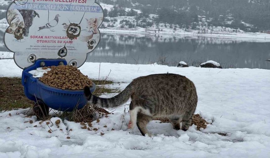 Çorum Belediyesi hayvanları unutmadı