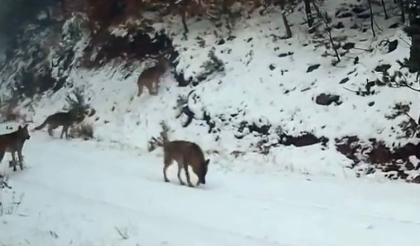 Ilgaz Dağı’ndaki yaban hayatı fotokapana yakalandı