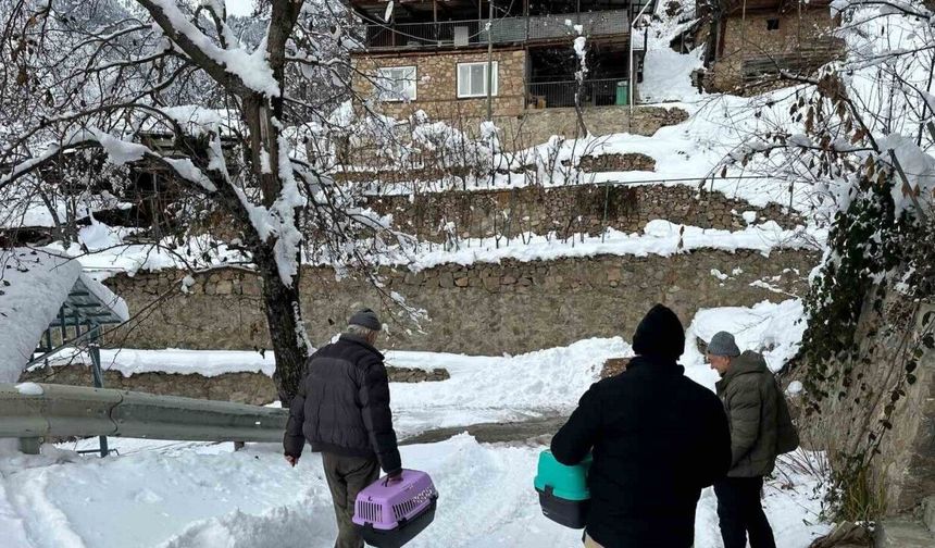 Kar nedeniyle mahsur kalan 4 kedi kurtarıldı