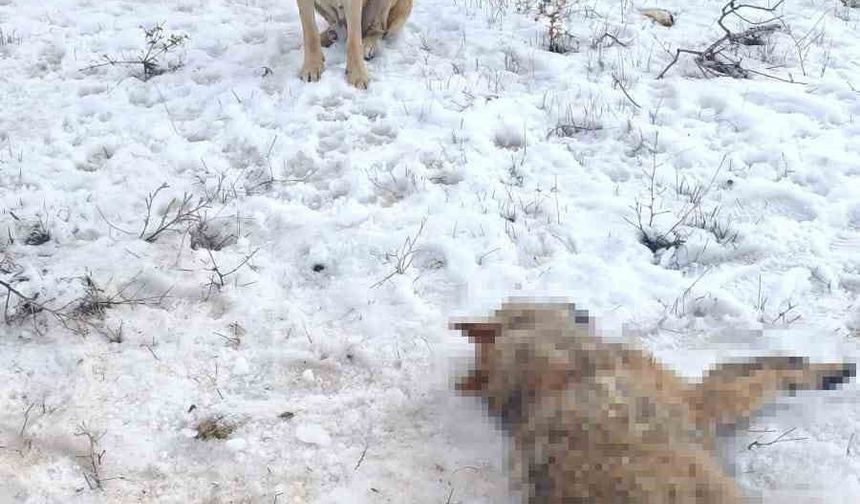 Kurt sürüye saldırdı, çoban köpekleri kurdu telef etti