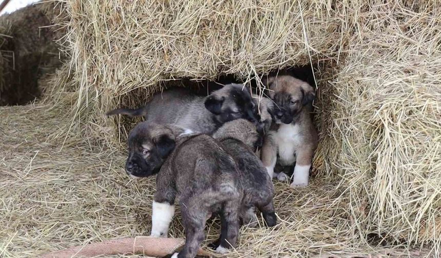 Kuyruksuz doğan köpek yavruları görenleri şaşırttı