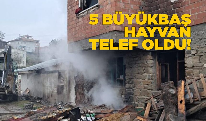 Ev yangınında 5 hayvan telef oldu