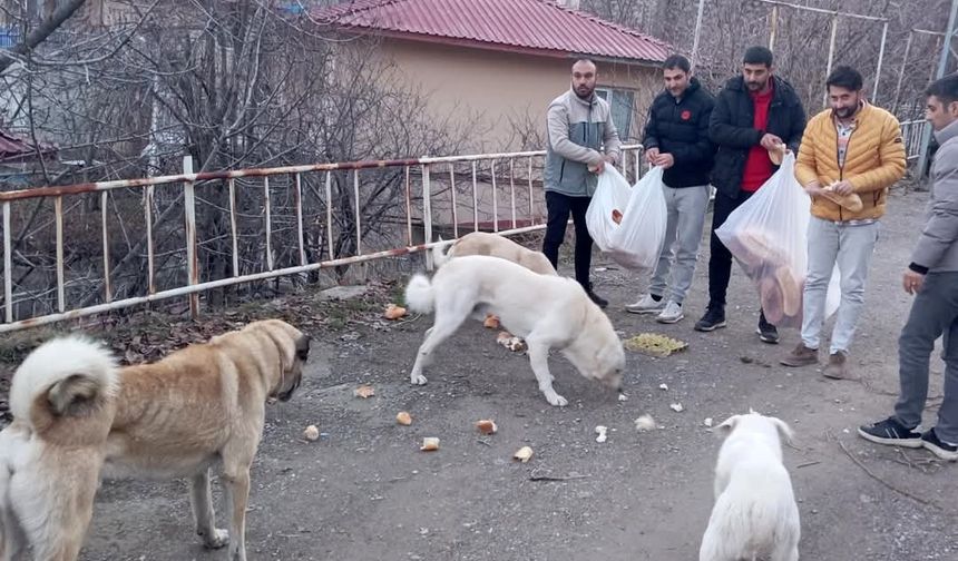 Gençler, sokak hayvanları için seferber oldu