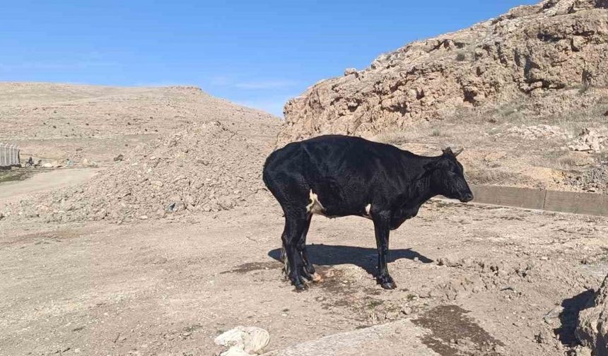 Sulama kanalına düşen inek, itfaiye ekiplerince kurtarıldı