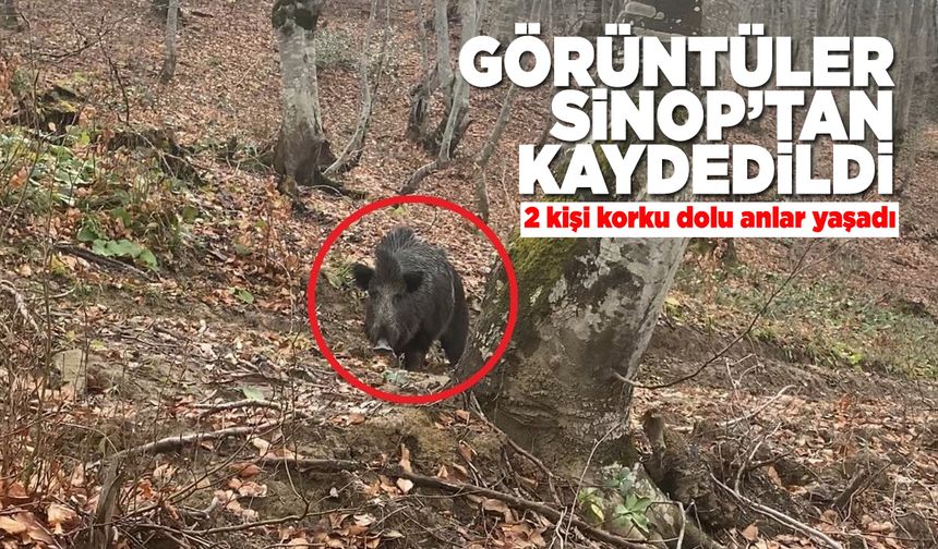 Domuz avında saldırı paniği