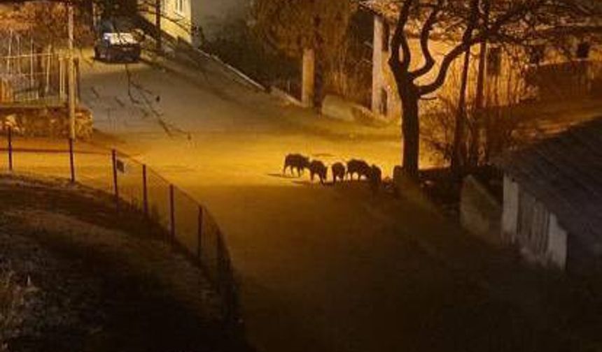 Sinop’ta aç kalan domuz sürüsü şehre indi