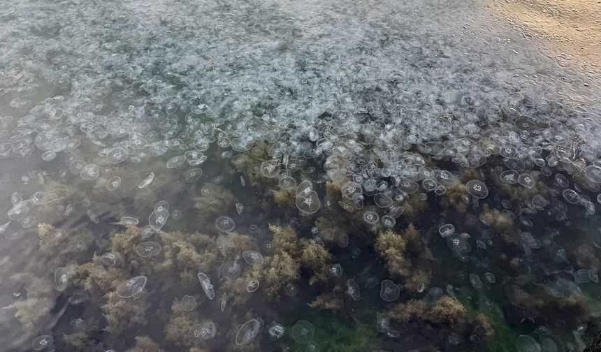 Sinop limanında binlerce denizanası görüntülendi