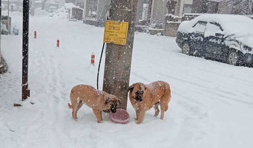 Karlı havada sokak hayvanları unutmadılar