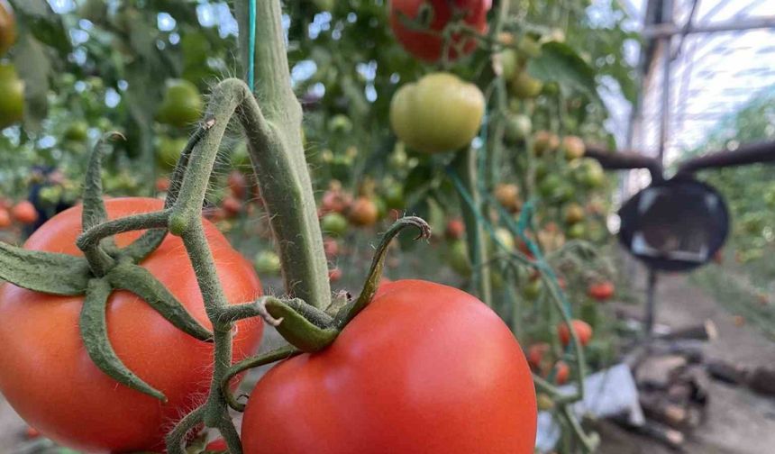 Ocak ayında domatesin miktarı da fiyatı da arttı