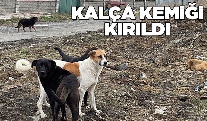 Yaşlı kadına başıboş köpek saldırısı