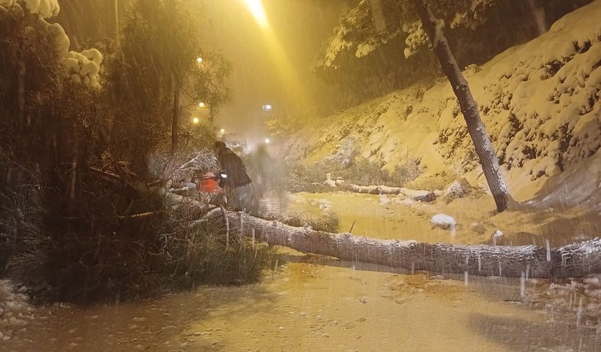 Sinop'ta kar yağışı nedeniyle yola ağaç devrildi