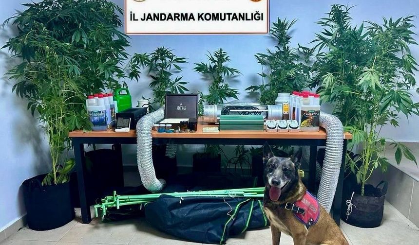 Öğretmenin Evinden Uyuşturucu Tarlası Çıktı