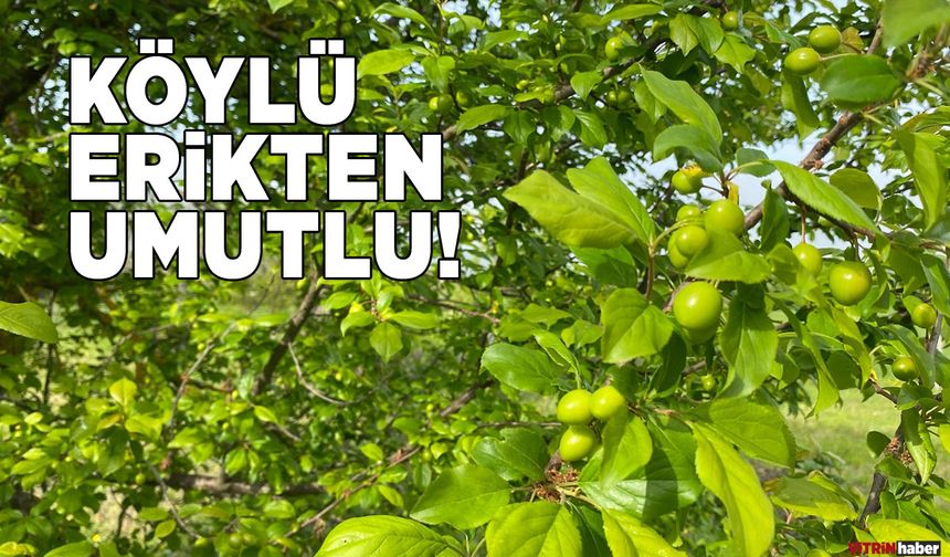 Sinop’ta erik mevsimi yaklaşıyor