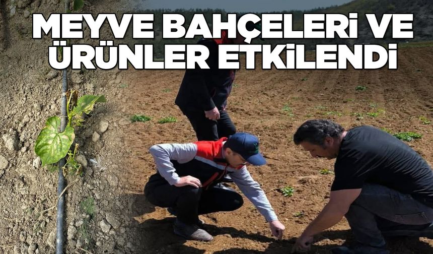 Zirai don ilçeyi vurdu