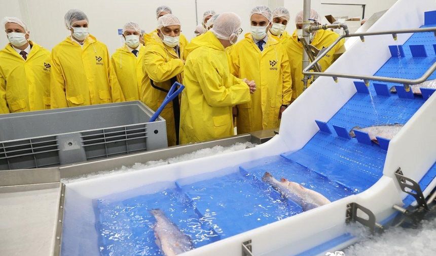 Bakan Kacır, Sinop'ta su ürünleri işleme tesisini gezdi