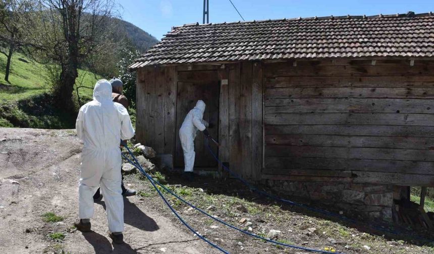 Kahverengi kokarca böceğine ilaçlı önlem