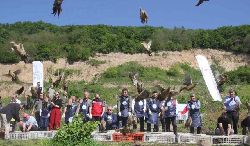 Kokarcaya karşı sülün doğaya salındı