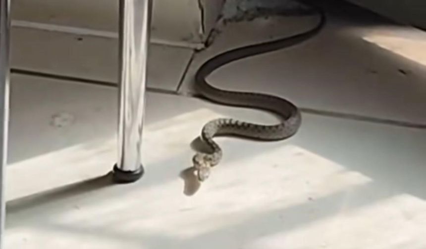 Mutfağa giren yılanı gören kedi zıpladı
