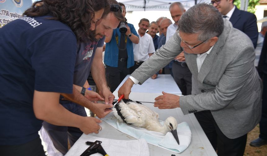 Sinop'ta 82 leylek yavrusu halkalandı
