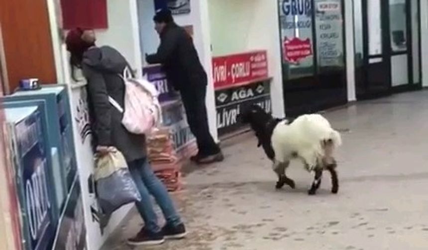 Fıkra gibi olay! Otogara giren keçi kasadan para çaldı