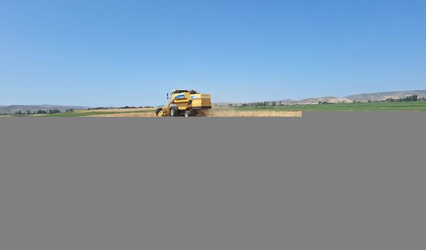 Çorum'da arpa hasat dönemi başladı