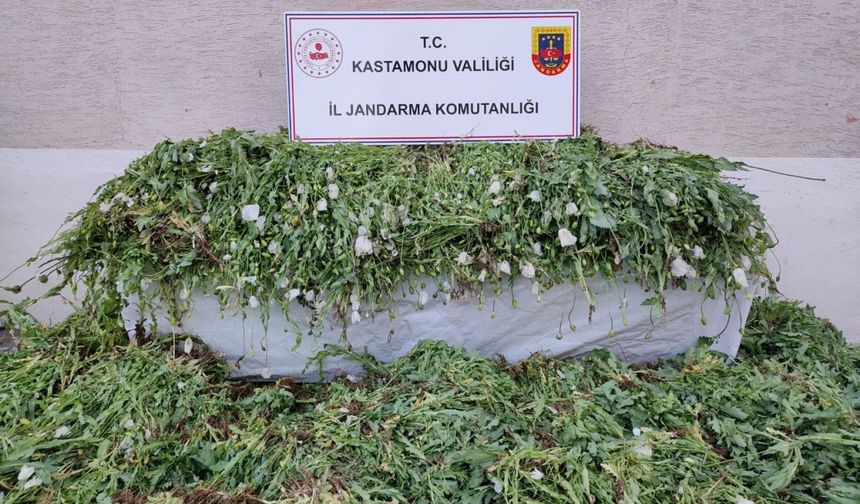 Kastamonu'da çok miktarda haşhaş bitkisi ele geçirildi