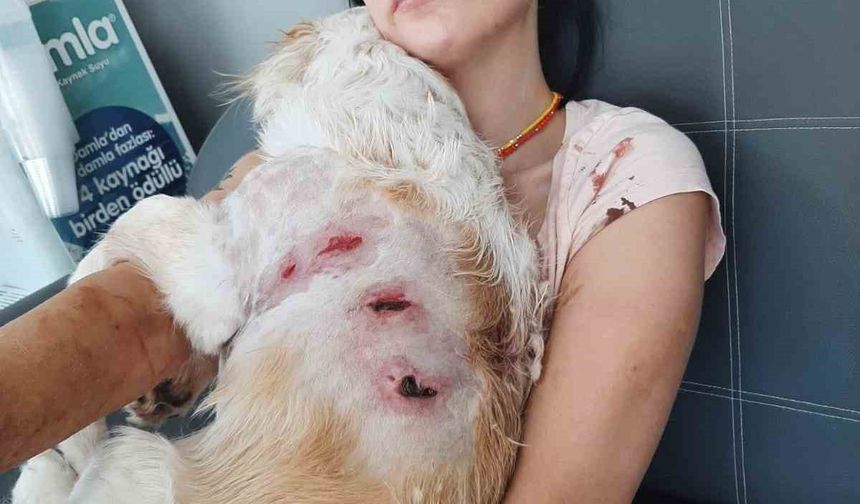 Kangal dehşeti güvenlik kamerasında