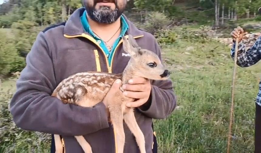 Sinop ormanında bulundu, keçi sütüyle hayata tutundu