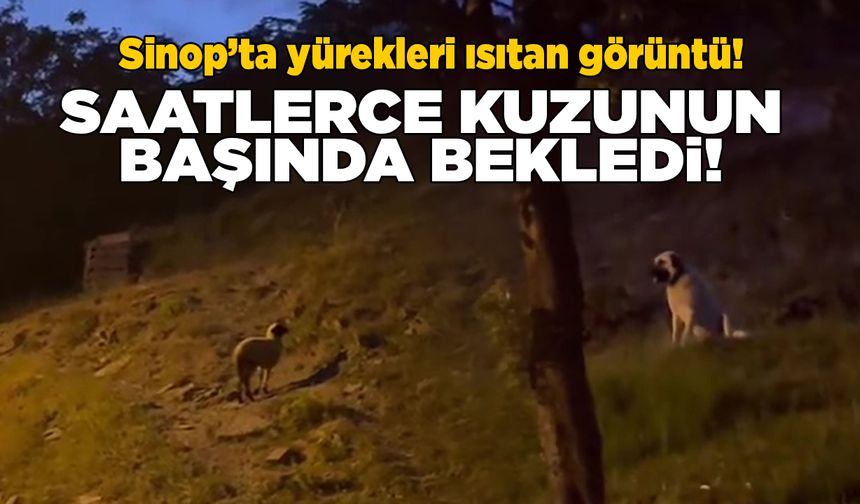 Gerze’de çoban köpeğinden yürek ısıtan hareket!