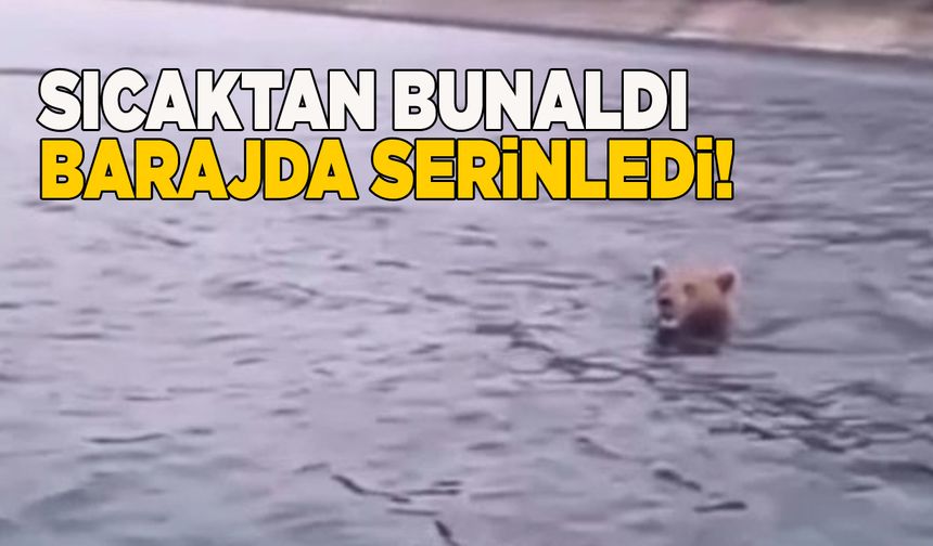 Barajda yüzen ayı kameraya yakalandı