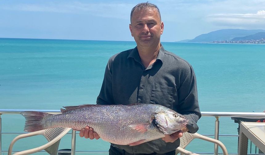6,5 kilogramlık beyaz kötek balığı ağa takıldı