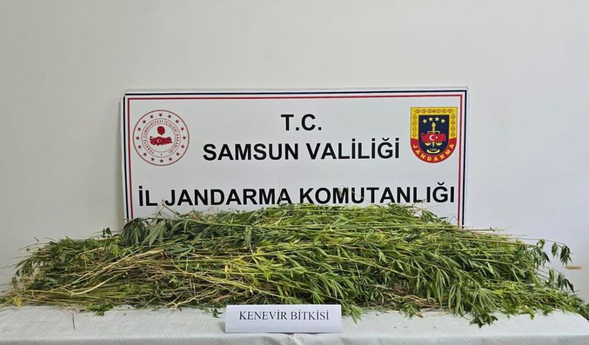 Samsun'da 5 bin 608 kök kenevir ele geçirildi