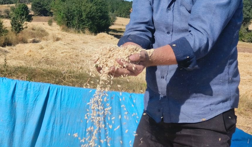 Siyez buğdayında hasat başladı