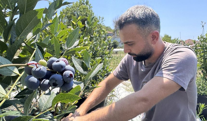 Tadından etkilendiği bitkinin üreticisi oldu