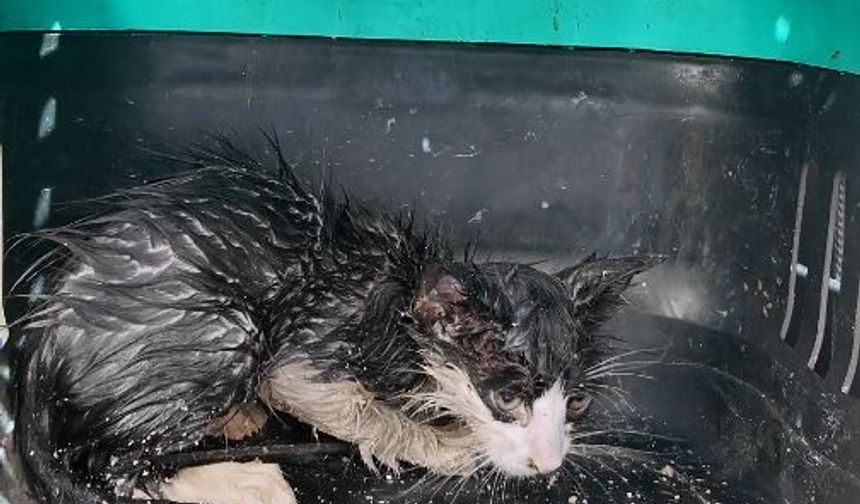 Boruya sıkışan yavru kedi için seferber oldular