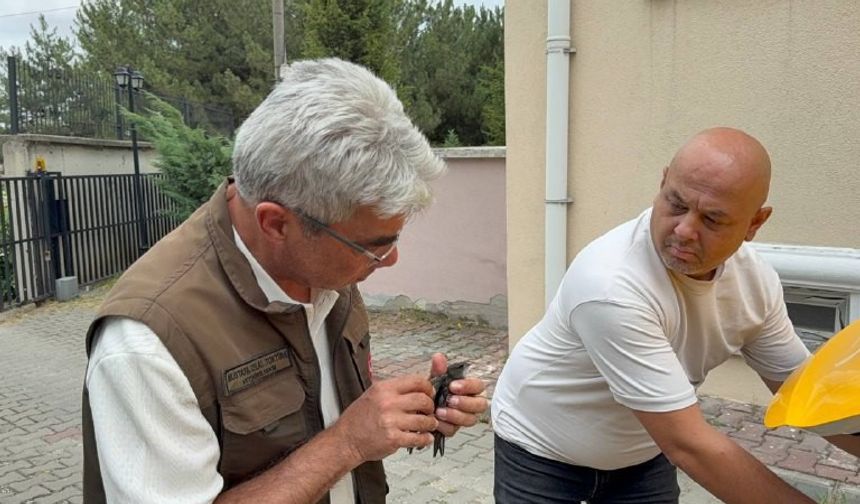 Doğada bitkin halde bulunan ebabil kuşu tedavi altına alındı