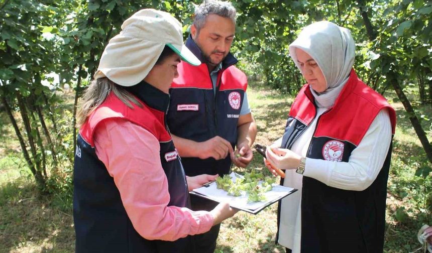 Düzce’de fındık hasat tarihleri belirlendi