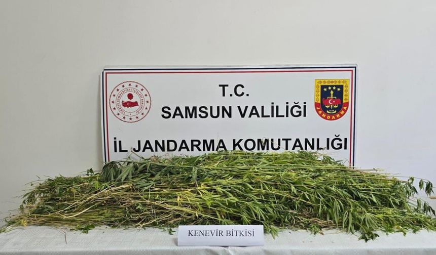Samsun’da 5 bin 608 kök yasaklı madde bitkisi ele geçirildi