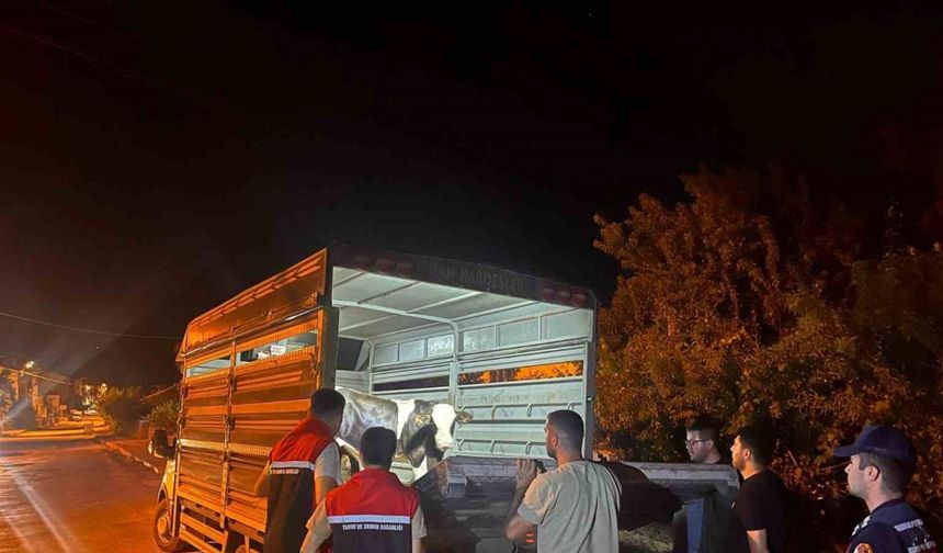 Şap hastalığı tedbirlerine uymayan besiciye 105 bin lira ceza